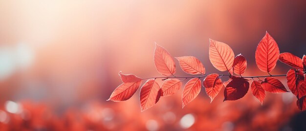 Foto hojas de fondo en tonos rojos en el suelo en otoño