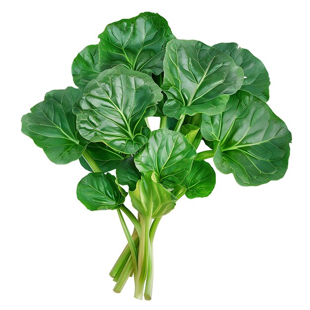 Foto hojas en forma de cuchara de verduras de hoja tatsoi caracterizadas por aislado en blanco bg brote en blanco limpio