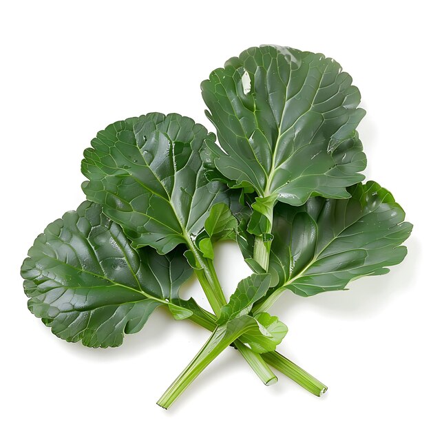 Foto hojas en forma de cuchara de verduras de hoja tatsoi caracterizadas por aislado en blanco bg brote en blanco limpio