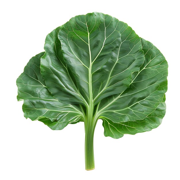 Foto hojas en forma de cuchara de verduras de hoja tatsoi caracterizadas por aislado en blanco bg brote en blanco limpio