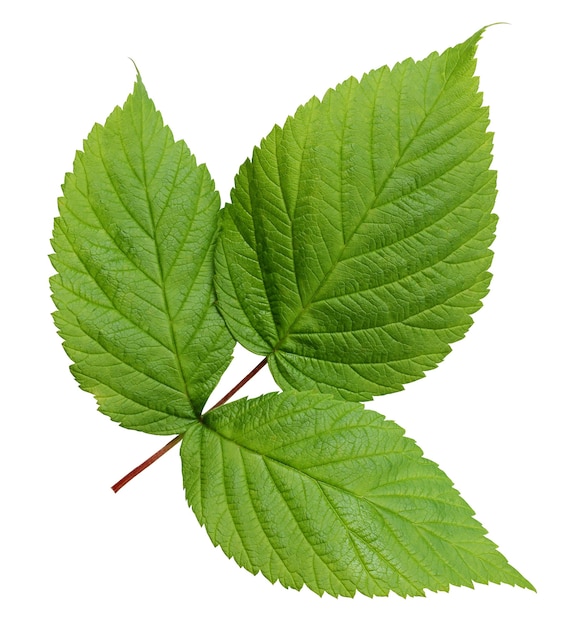 Hojas de frambuesa aisladas sobre fondo blanco. una hoja verde joven. herbario.