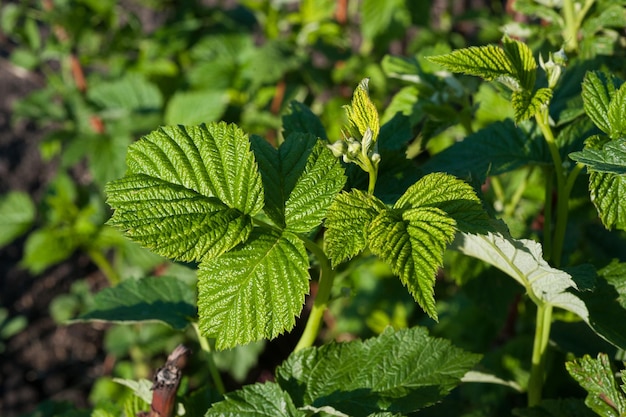 Hojas de frambuesa en primavera Cultivo de frambuesas de jardín