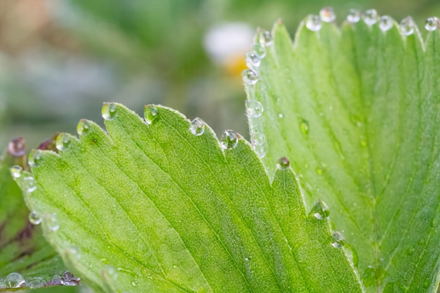 Foto hojas de fresa con gotas de agua