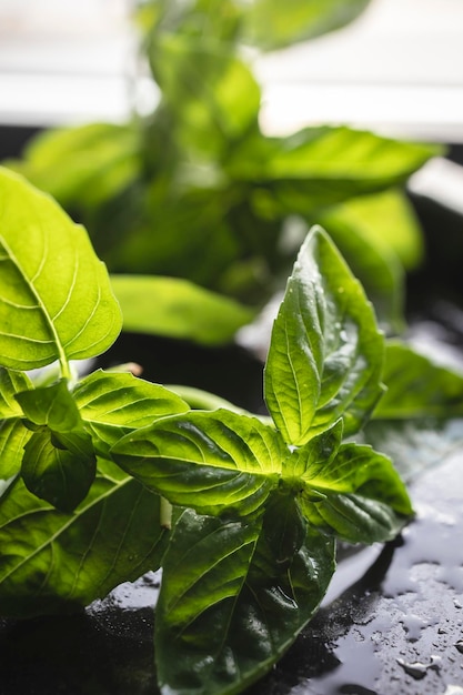 Hojas frescas de albahaca orgánica del jardín de la casa