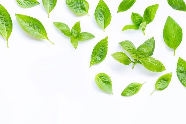 Hojas frescas de albahaca sagrada en blanco