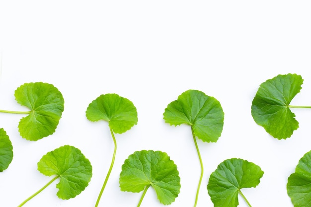 Hojas frescas de centella asiática en blanco