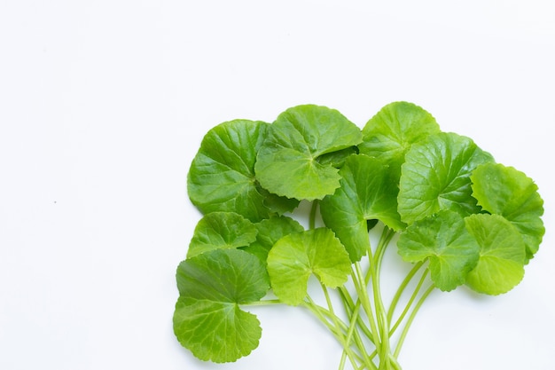 Hojas frescas de centella asiática, hierba y planta medicinal.