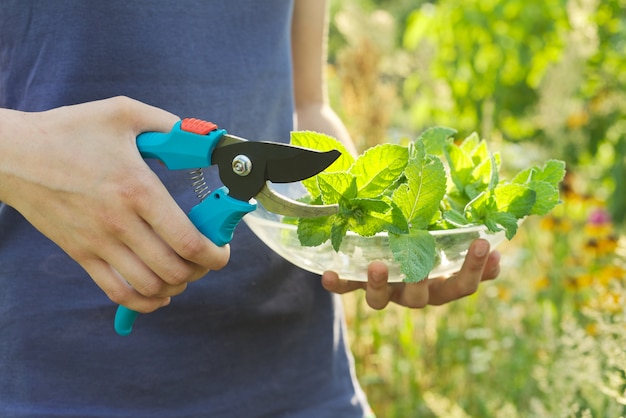 Hojas frescas cortadas y ramitas de menta en placa