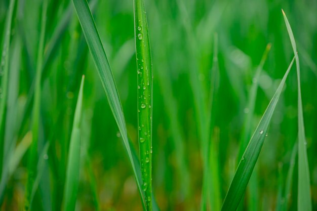 Hojas frescas y gotas de agua por la mañana después de la lluvia