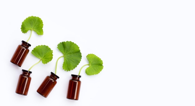 Hojas frescas de gotu kola con botellas de aceite esencial en blanco