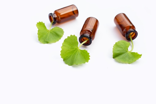 Hojas frescas de gotu kola en botellas de aceite esencial