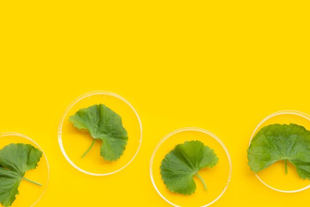 Hojas frescas de gotu kola en placas de Petri sobre fondo amarillo.