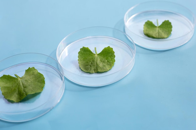 Hojas frescas de gotu kola en placas de petri sobre fondo azul.