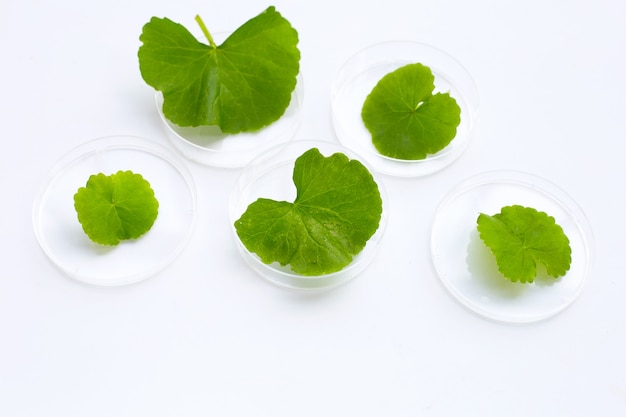 Hojas frescas de gotu kola en placas de Petri sobre fondo blanco.