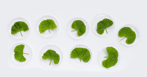 Hojas frescas de gotu kola en placas de Petri sobre fondo blanco.