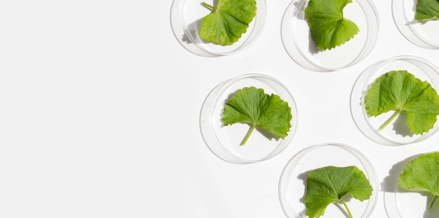 Hojas frescas de gotu kola en placas de Petri sobre fondo blanco.