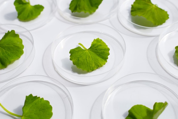 Hojas frescas de gotu kola en placas de petri sobre fondo blanco.