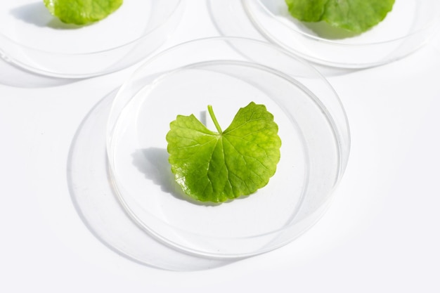 Hojas frescas de gotu kola en placas de petri sobre fondo blanco.