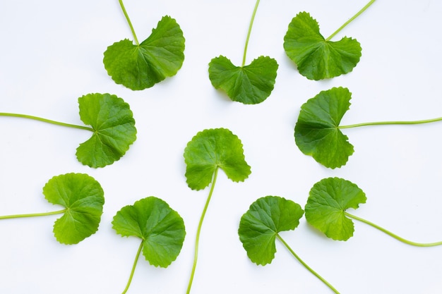 Hojas frescas de gotu kola en superficie blanca.