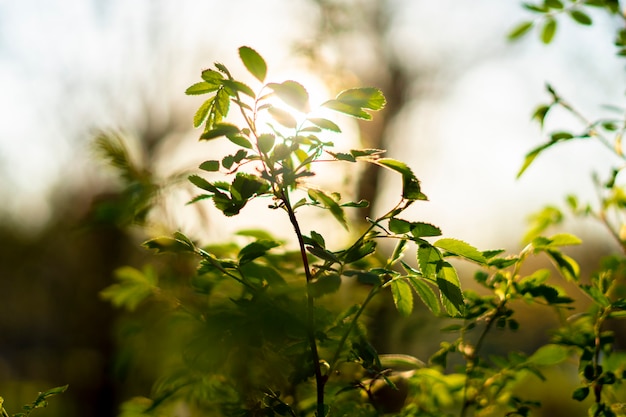 Hojas frescas y jugosas de un árbol en la temporada de verano cubiertas con un rayo de sol