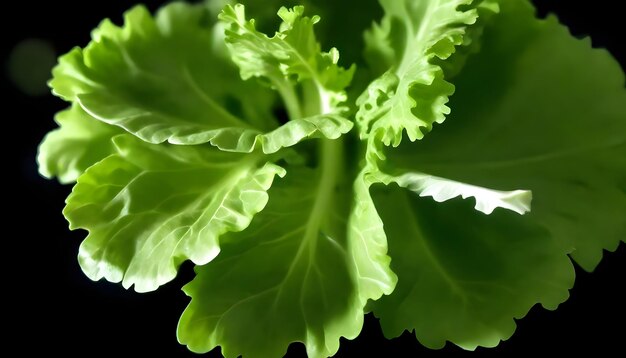 Hojas frescas de lechuga verde