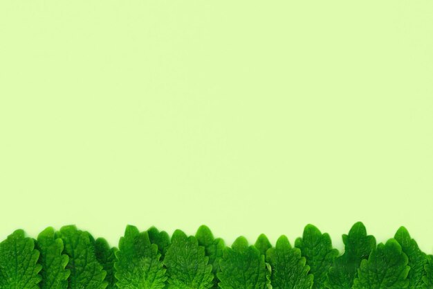 Foto hojas frescas de melisa verde en el fondo verde del espacio de copia
