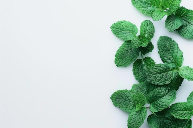 Hojas frescas de menta verde sobre un fondo blanco