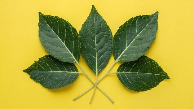 Hojas frescas de moringa sobre un fondo amarillo