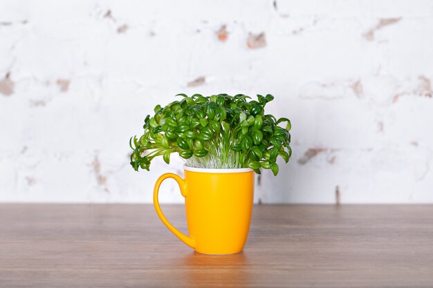 Hojas frescas de una planta de café en taza amarilla. Brotes de café germinados, hojas verdes frescas naturales, planta en maceta. Cría de café en el jardín de la casa. Concepto de alimentación saludable. Brotes verdes en copa.