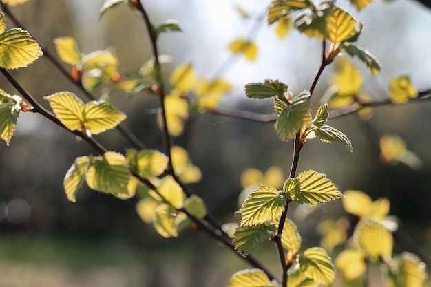 hojas frescas de primavera en un árbol puesta de sol