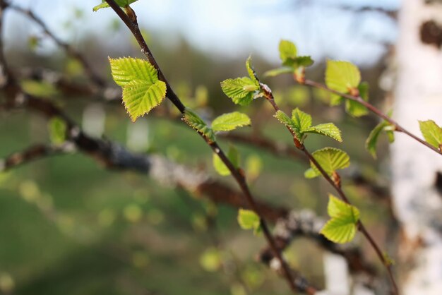 Hojas frescas de primavera en un árbol