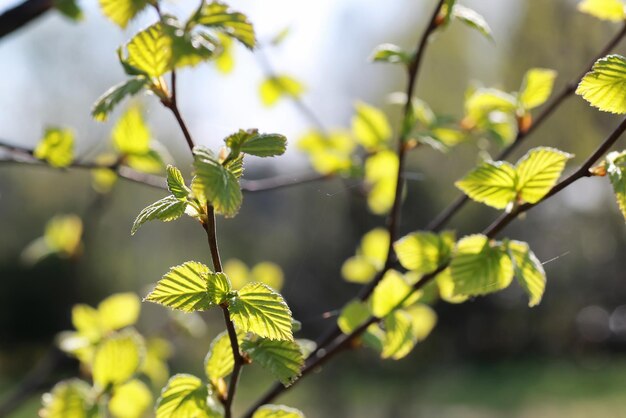 Hojas frescas de primavera en un árbol