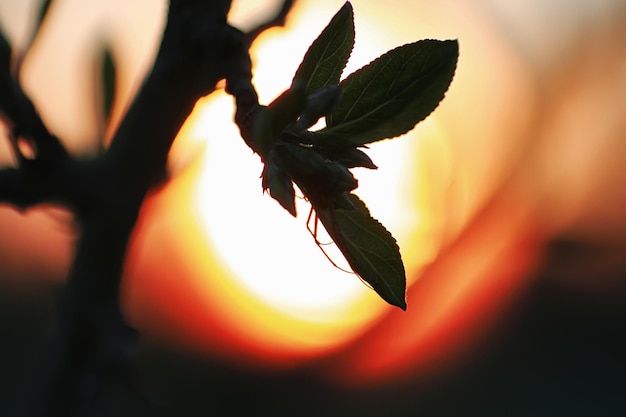 Hojas frescas de primavera en una puesta de sol de árbol