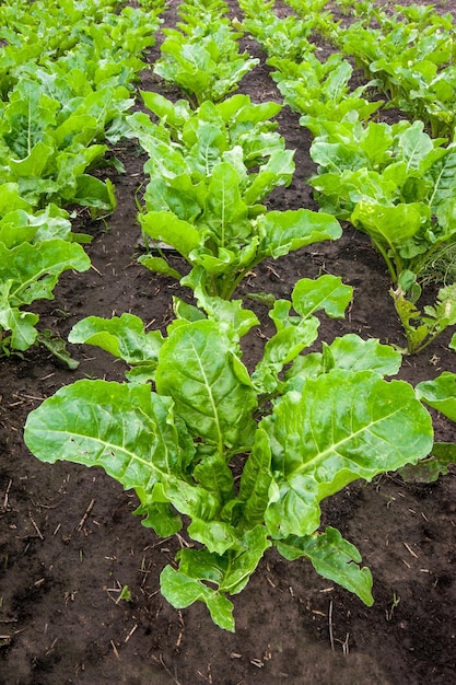 Hojas frescas de remolacha azucarera joven de cerca