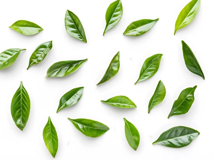 Hojas frescas de té verde esparcidas sobre un fondo blanco