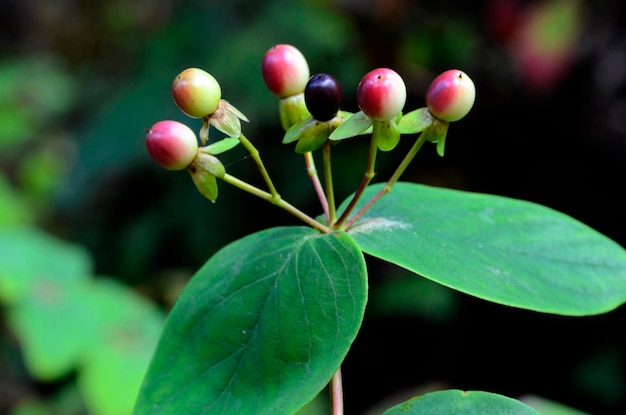 Hojas y frutos del arbusto de hierba de San Juan Hypericum androsaemum