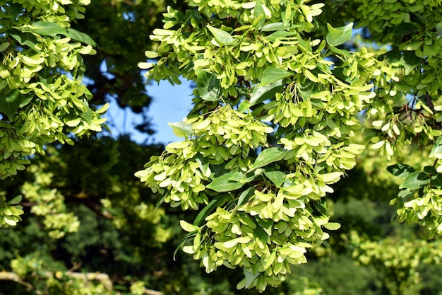 Hojas y frutos del arce tridente Acer buergerianum