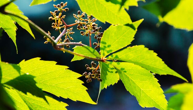 Hojas y frutos jóvenes inmaduros de uvas silvestres a la luz del sol hermoso fondo verde natural