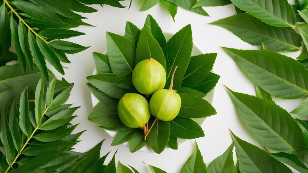 Hojas y frutos medicinales de neem