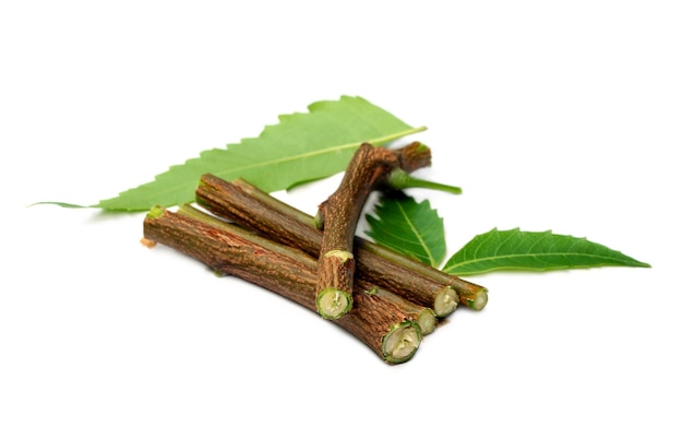 Hojas, frutos y ramas medicinales de neem