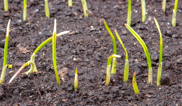 Hojas de germinación de trigo joven del suelo chernozem