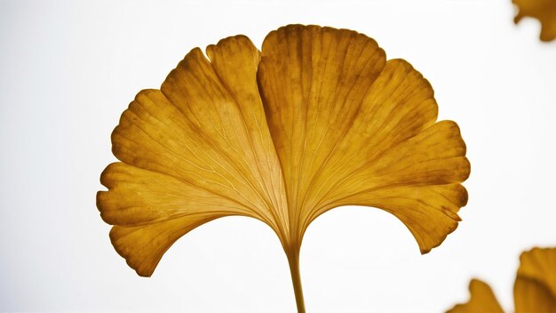 Hojas de ginkgo biloba aisladas