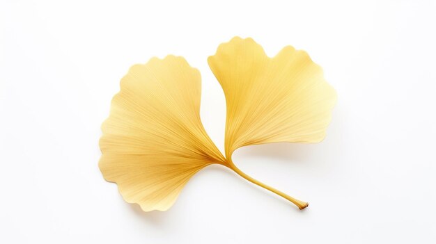 Foto hojas de ginkgo biloba sobre un fondo blanco