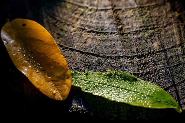 Hojas con gotas de lluvia sobre una macro de fondo de madera