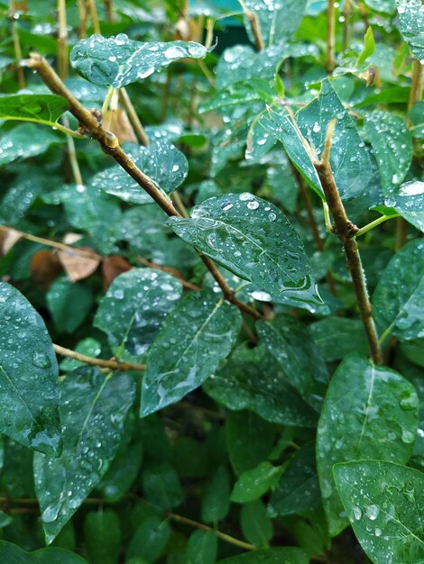 Hojas con gotas de lluvia