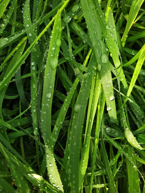 Hojas con gotas de lluvia