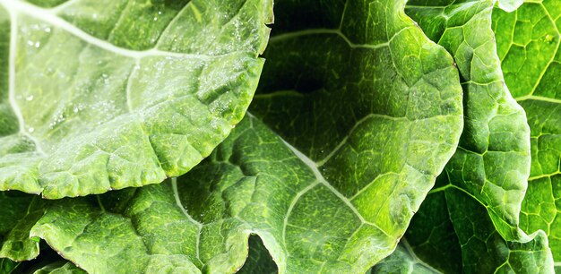 hojas grandes de coles sueltas y verdes utilizadas en la cocina