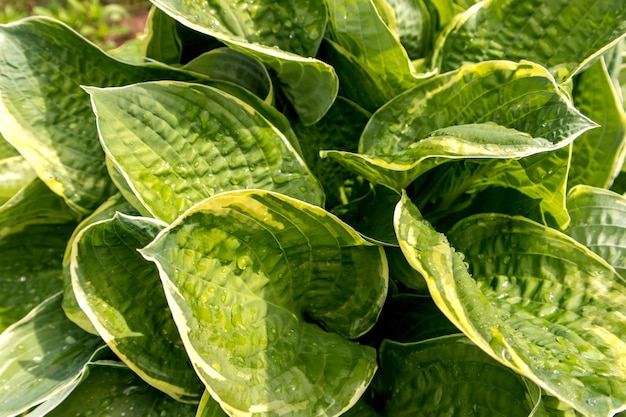 Hojas grandes de hostas verdes amarillas en el fondo natural de la luz del sol