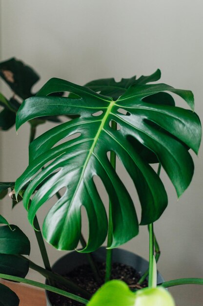 Foto hojas grandes de monstera deliciosa