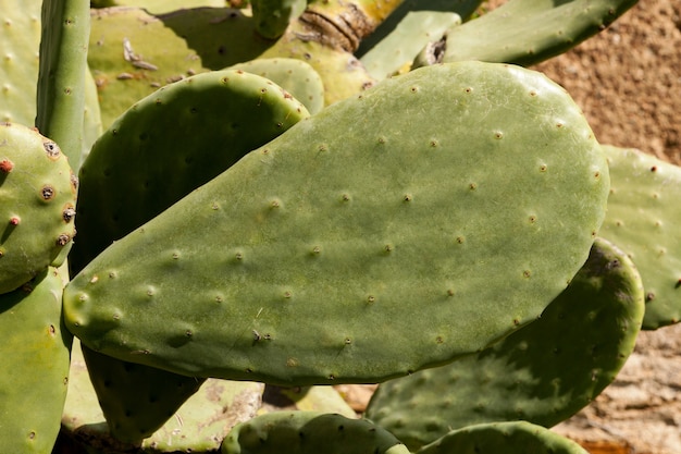 Hojas grandes de un tipo de cactus